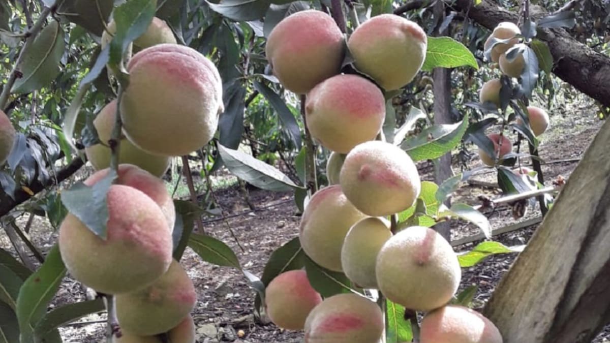 Los duraznos de Cácota, deliciosos y nutritivos
