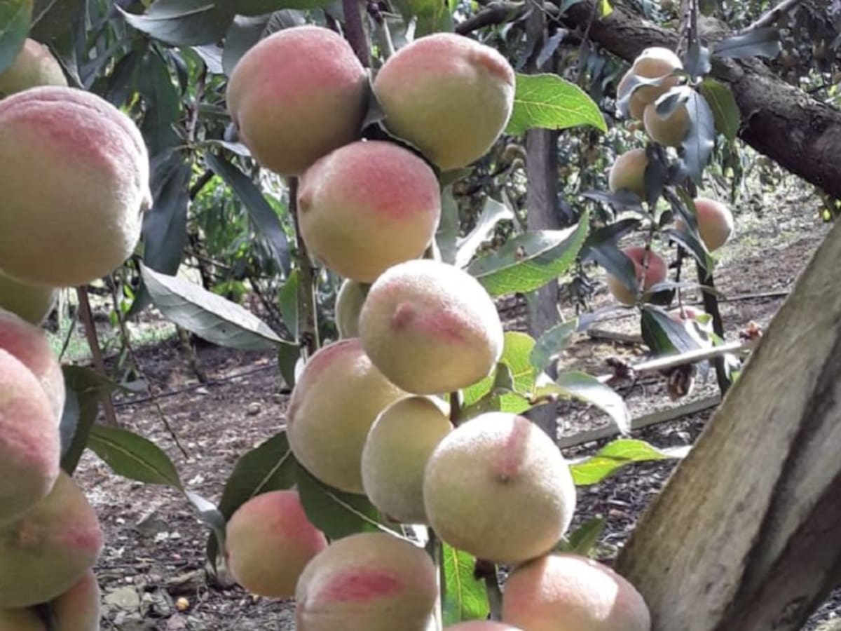Los duraznos de Cácota, deliciosos y nutritivos