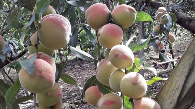 Cultivo de Duraznos