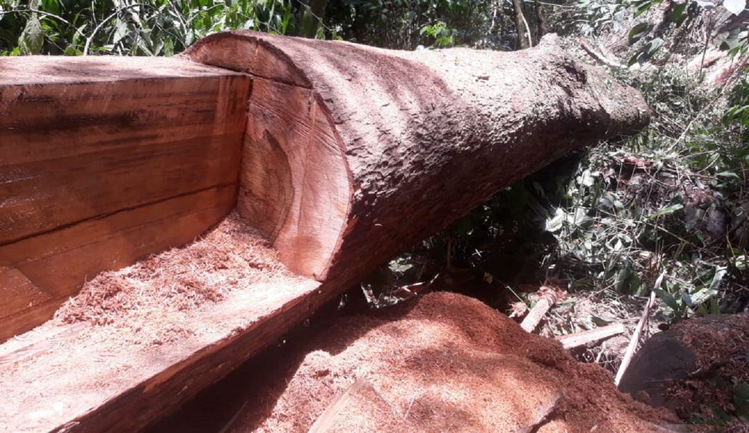 Explotación ilícita de madera en Caldas