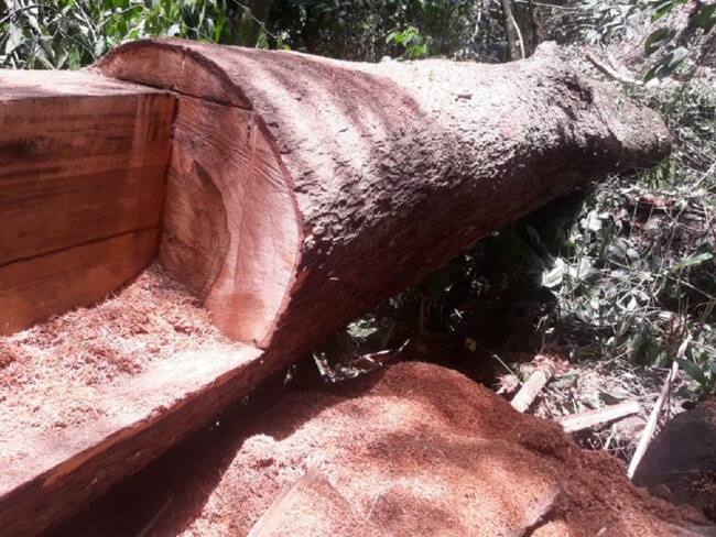 Explotación ilícita de madera en Caldas