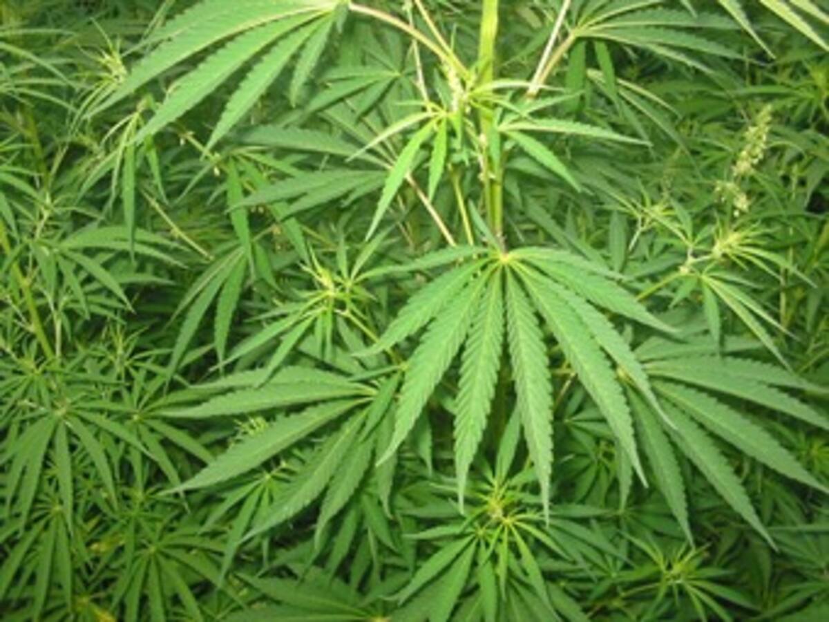 Aprueban la producción de marihuana a gran escala en una ciudad de California