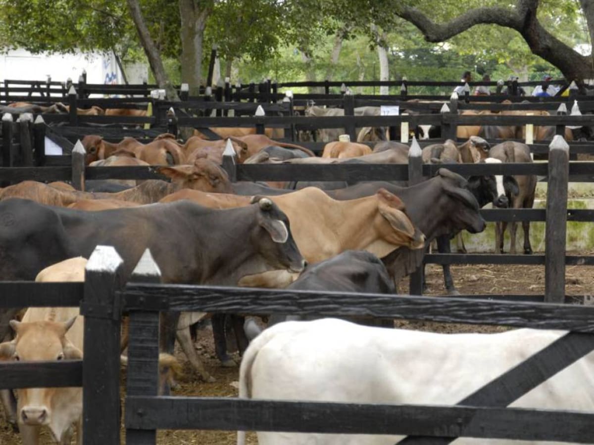 Colombia exportará carne bovina a la China