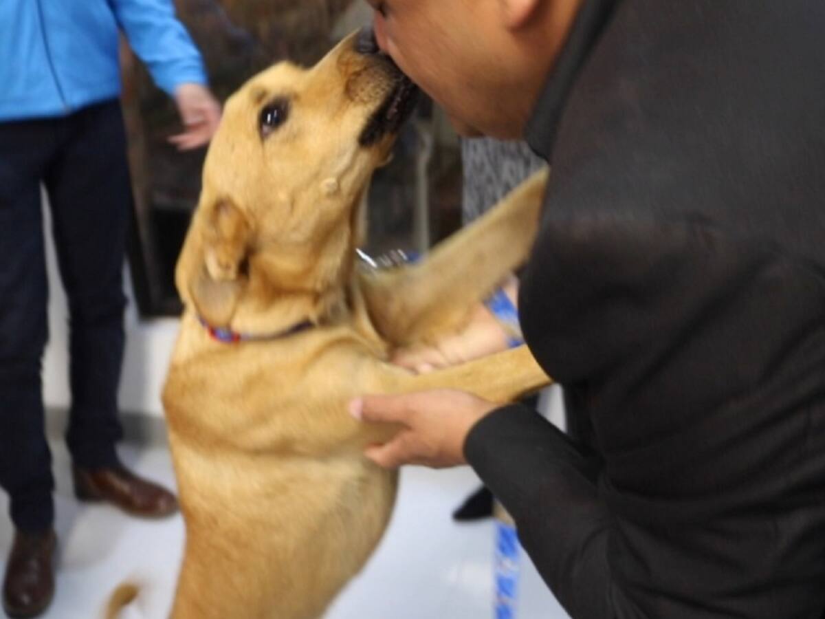 Matilda, la perra que gracias a un microchip pudo regresar a su casa