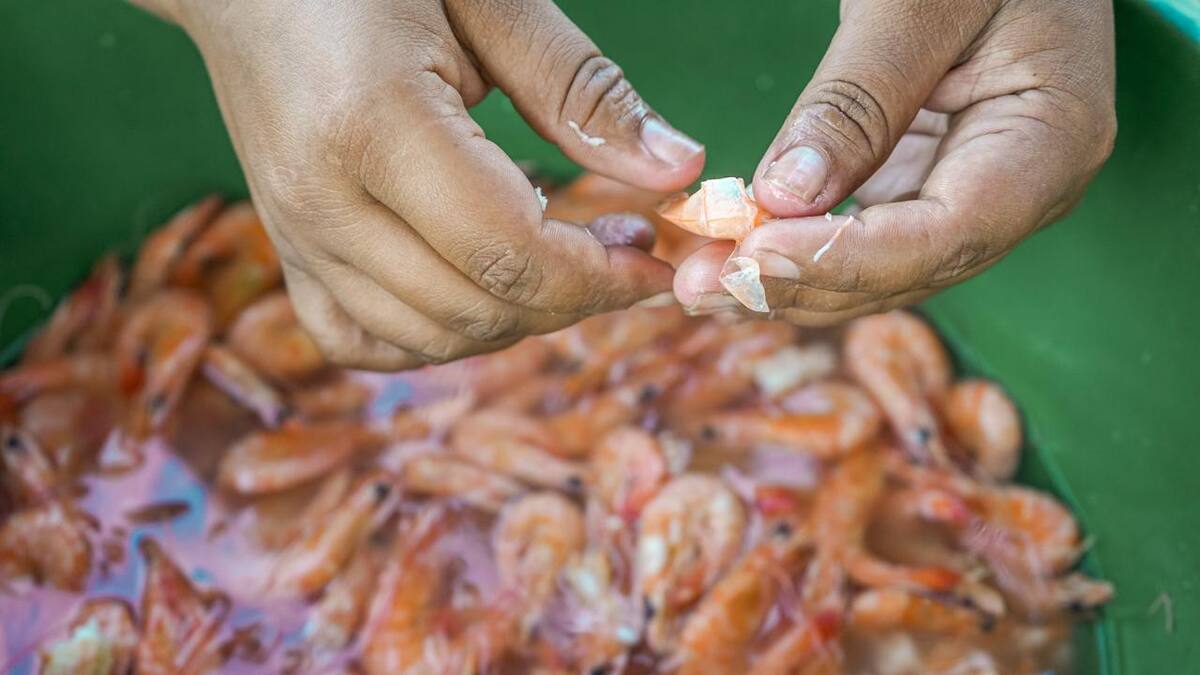 ¡Ojo! La veda de camarón se mantiene hasta el 15 de marzo en el Pacífico colombiano