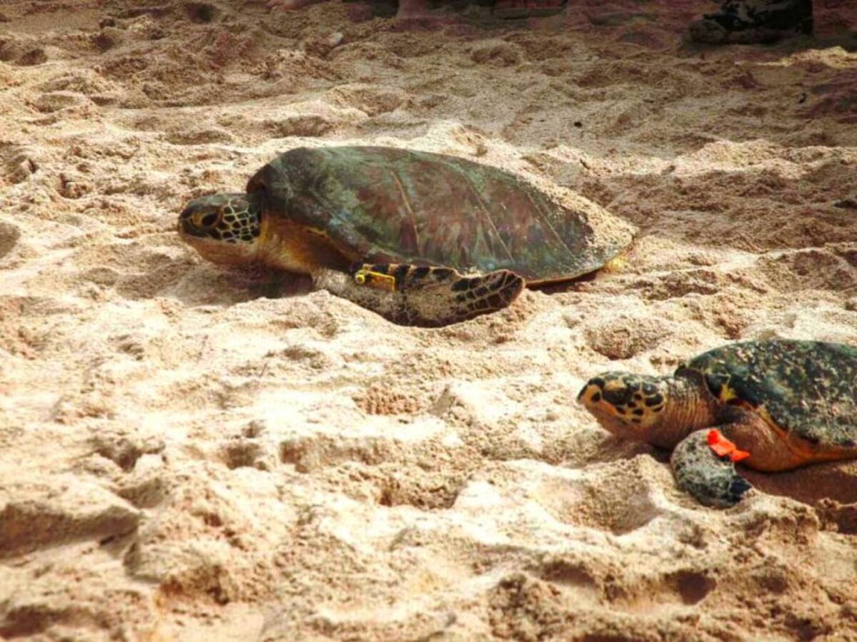 Día mundial de la tortuga, una especie para conocer y proteger