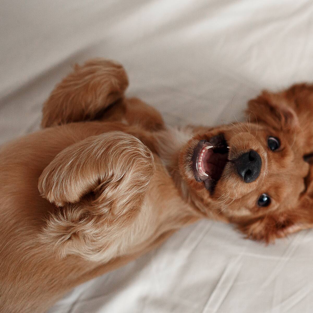 Las 3 razas de perro más felices: expertos las recomiendan para brindar apoyo emocional