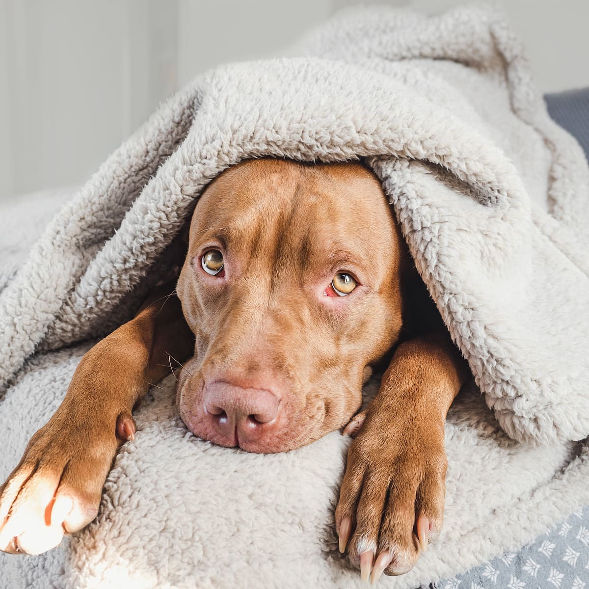 ¿Arropar a su mascota es una buena acción? Conozca cuándo es seguro y cuándo evitarlo