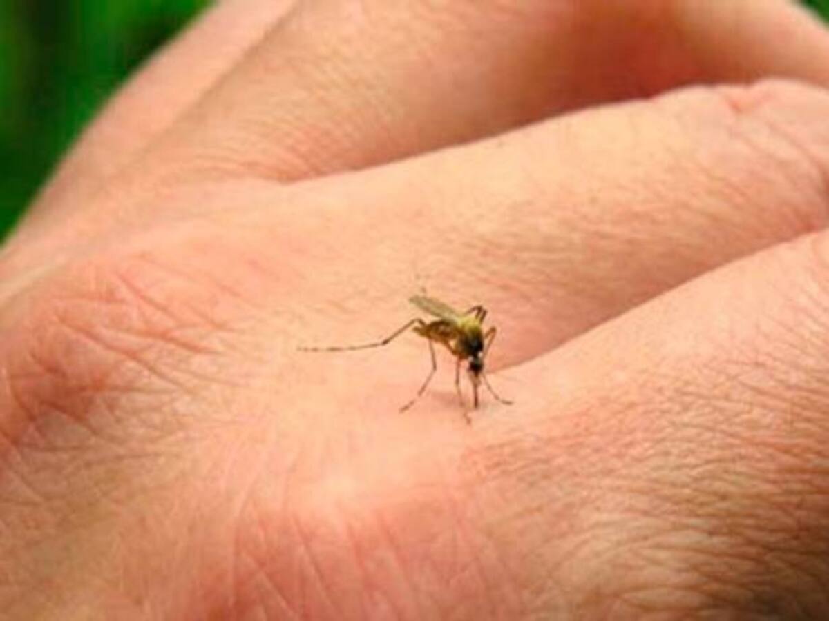 Alarma en el Valle por alza de brote epidémico de Dengue