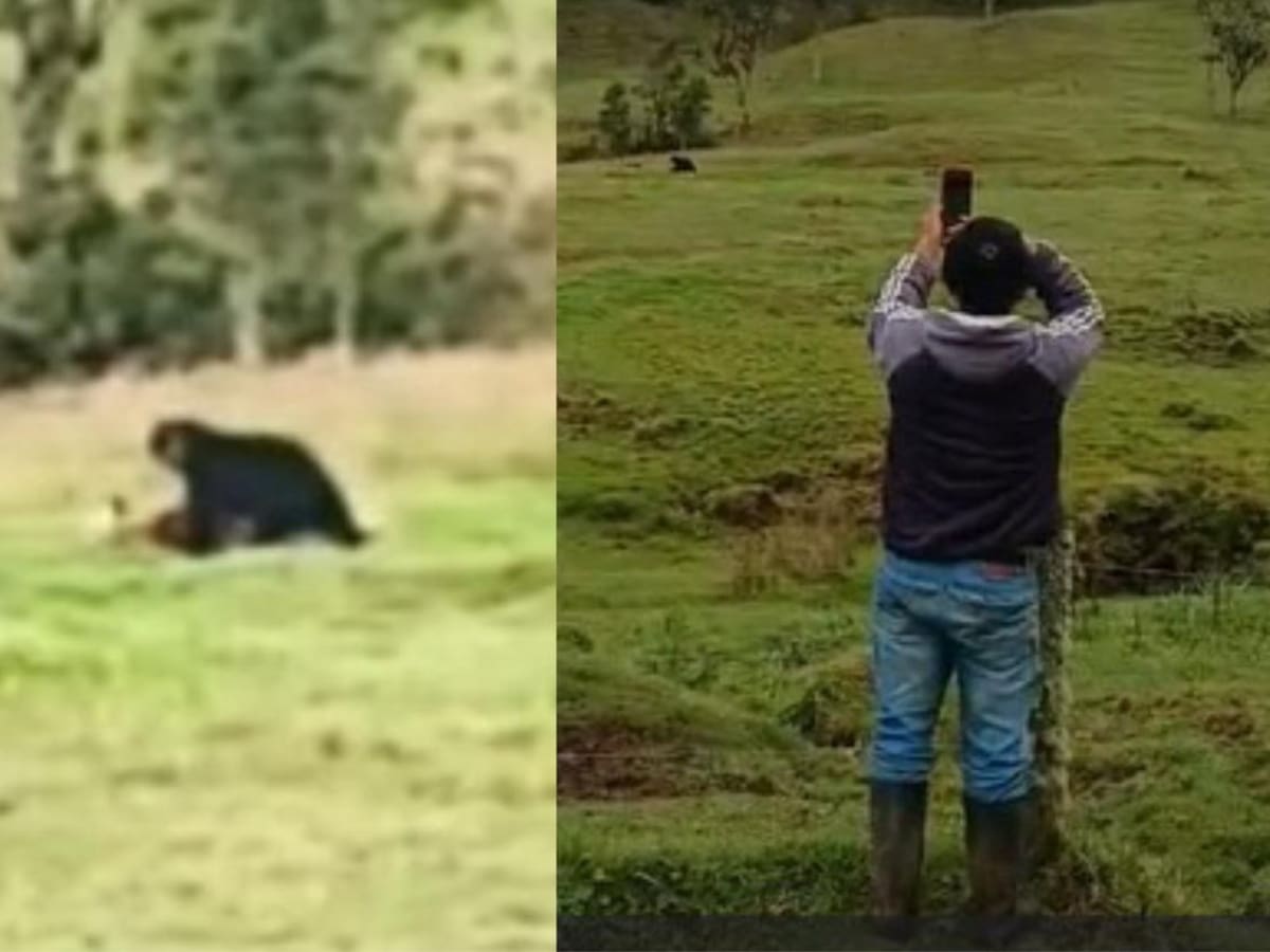 Preocupación por los ataques de osos andinos contra ganado en Roncesvalles, Tolima
