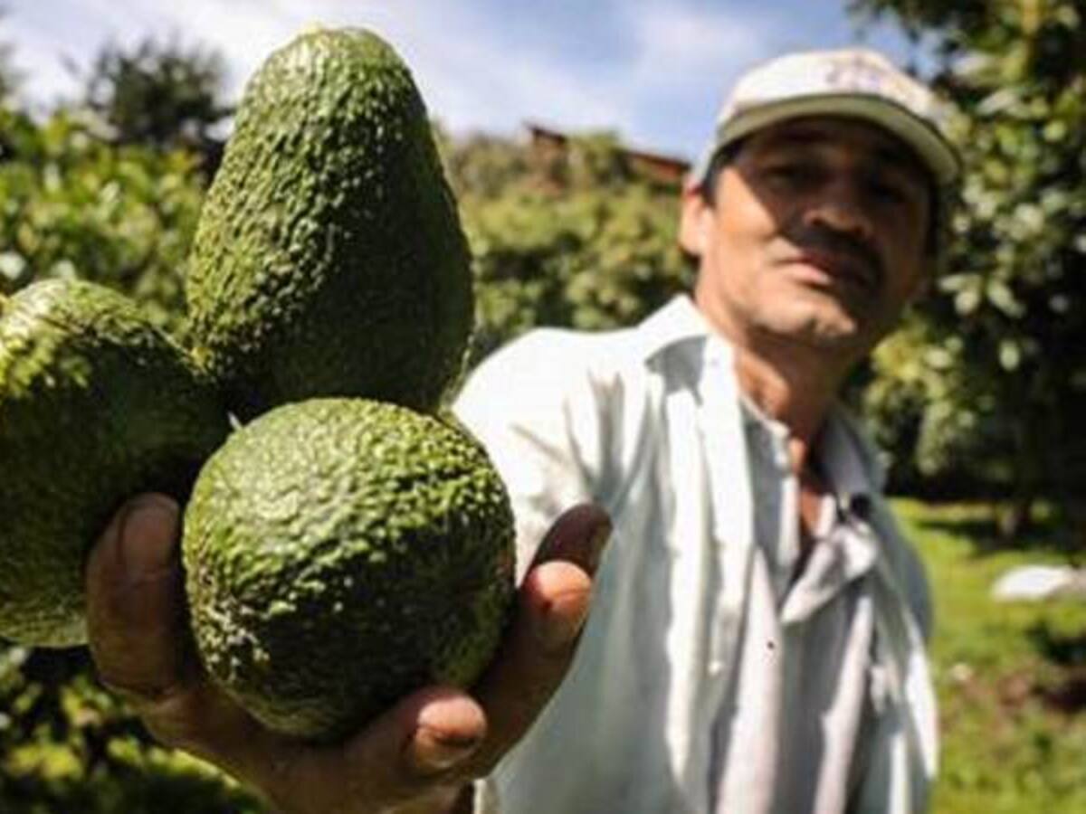 En Caldas se sembrarán 500 hectáreas de aguacate hass tipo exportación