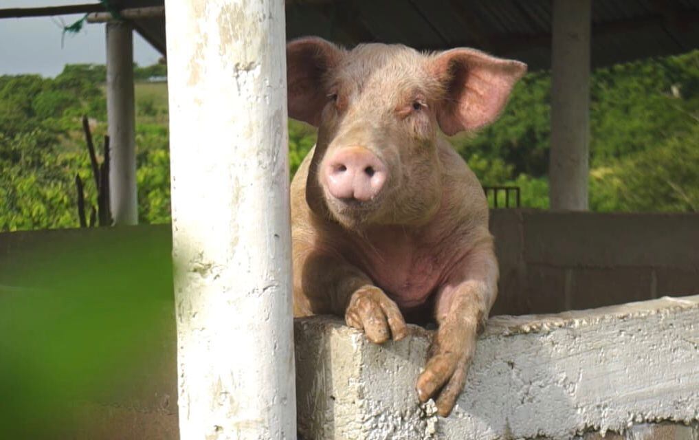 Agencia para la Reincorporación y la Normalización