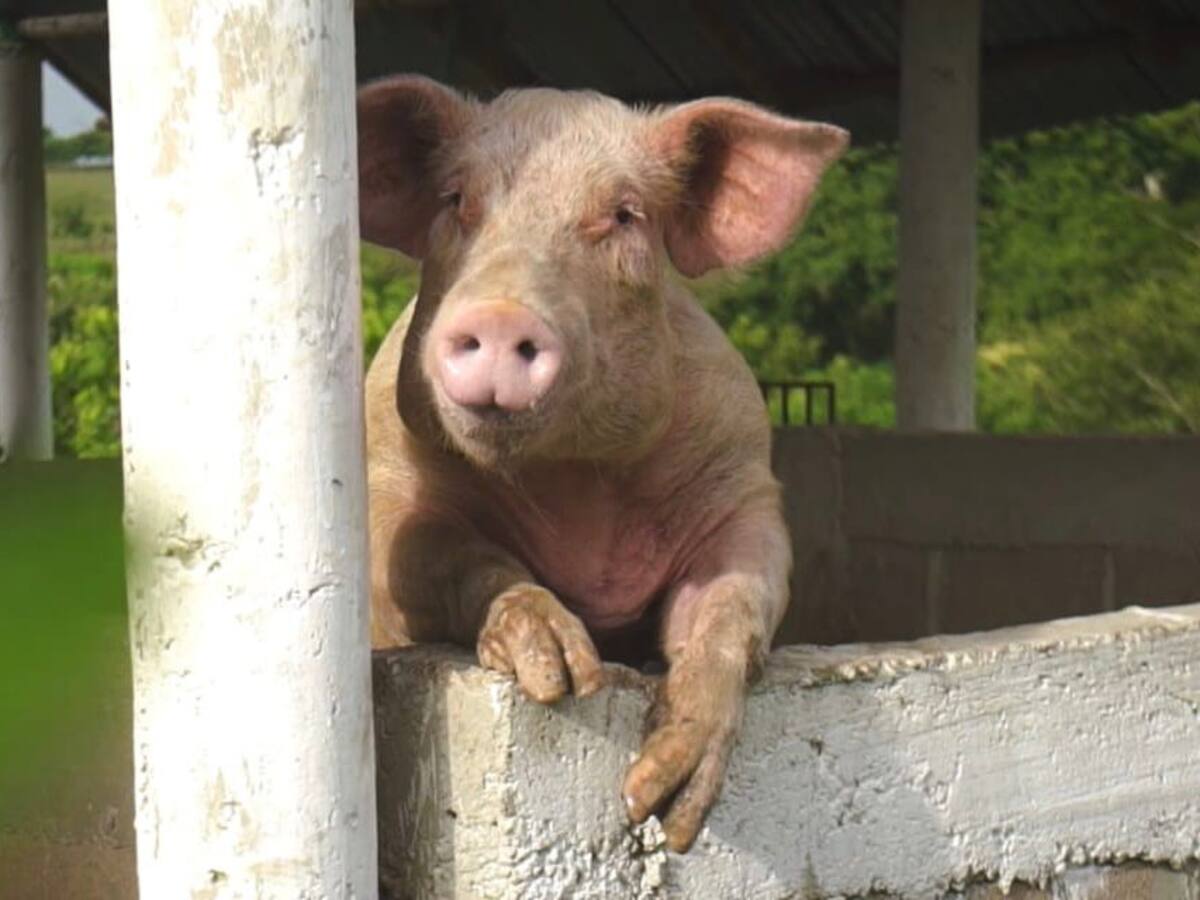 Firmantes de paz trabajan en producción porcícola y abonos orgánicos en Montes de María