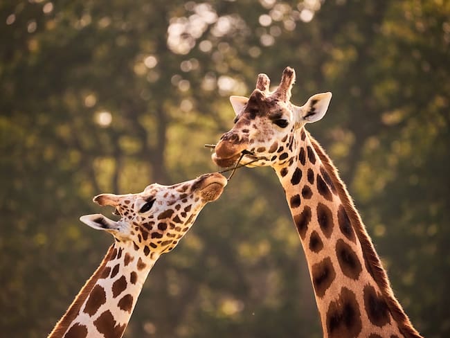 ¿Por qué las jirafas son los únicos mamíferos que no producen ningún sonido? // Getty images