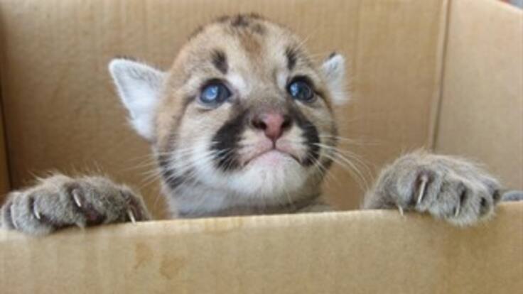 Trafico de animales una preocupación latente