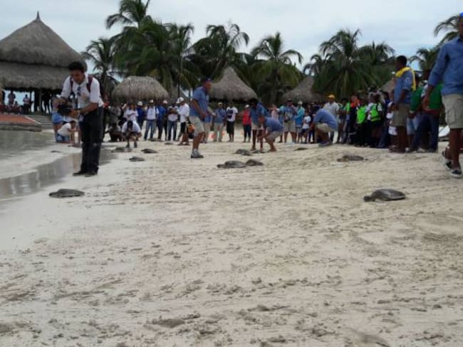 Liberadas 35 tortugas marinas en isla Múcura