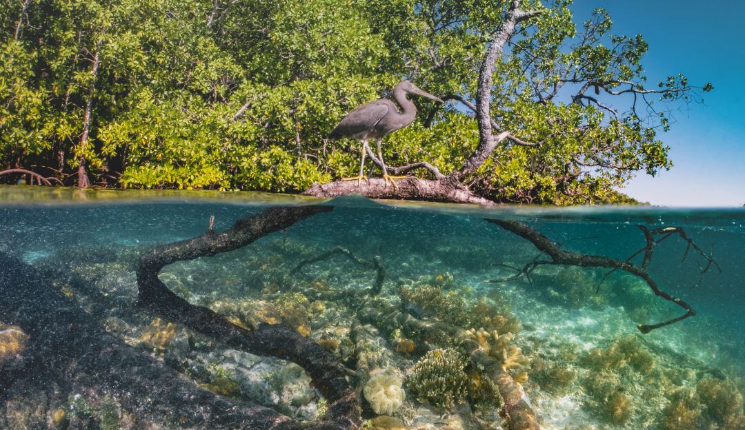 Expertos alertan sobre perdida de un tercio de los manglares en la Tierra