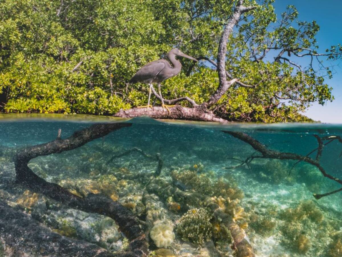Expertos alertan sobre perdida de un tercio de los manglares en la Tierra