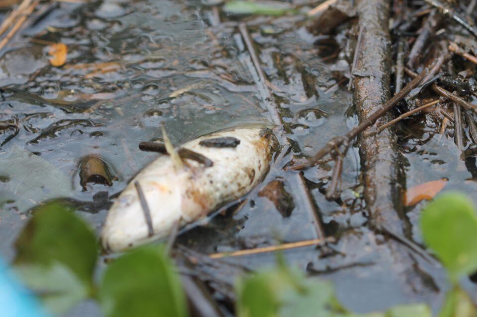Preocupante contaminación en la ciénaga San Silvestre.