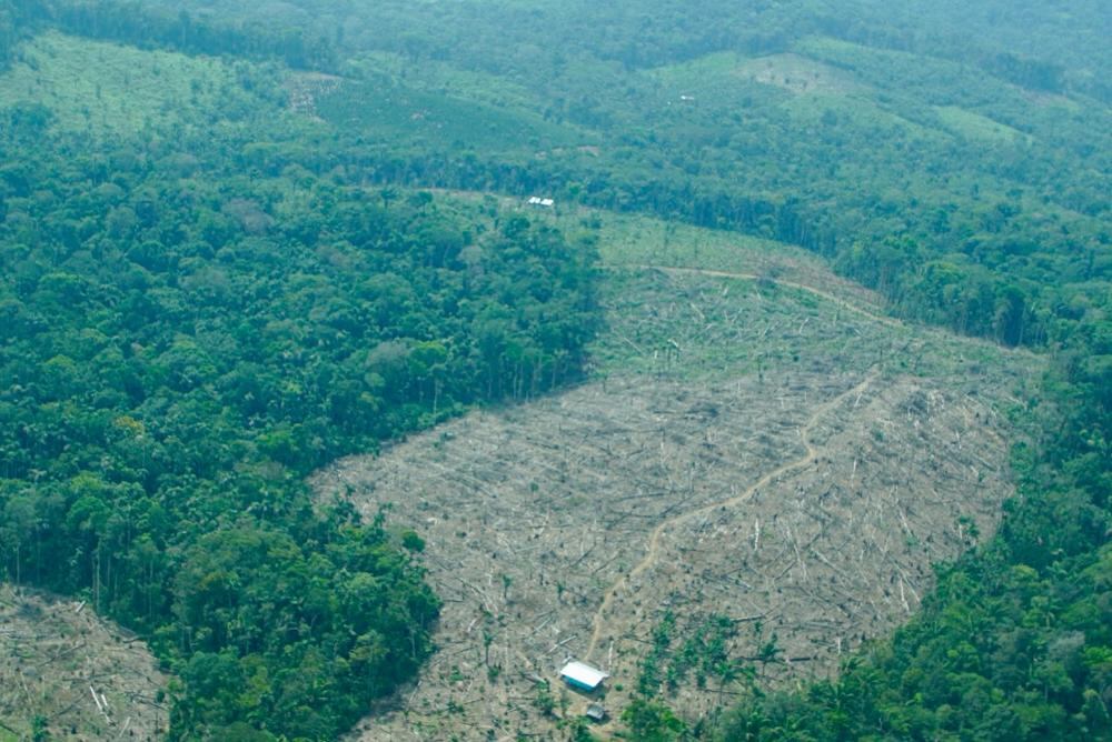 Defensoría alerta por riesgo de deforestación en cuatro departamentos del país.(Foto: cortesía Defensoría del Pueblo)