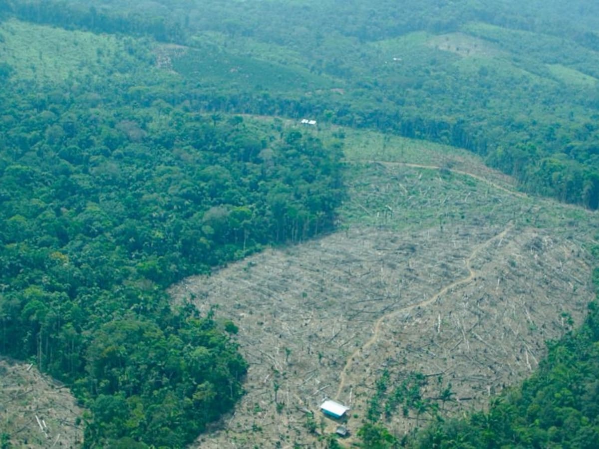Defensoría alerta por riesgo de deforestación en cuatro departamentos del país