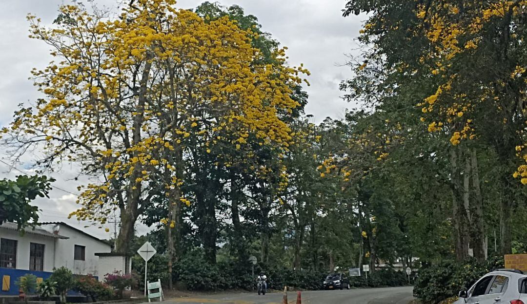 Guayacán Florecido en vía Armenia 