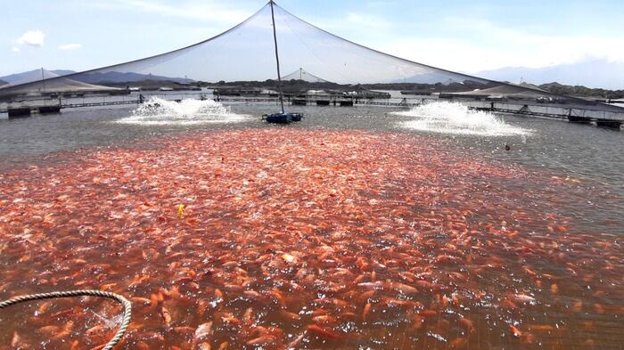 Las exportaciones de tilapia a nivel nacional, con un estimado de 14.500 toneladas . Foto Relacionada.