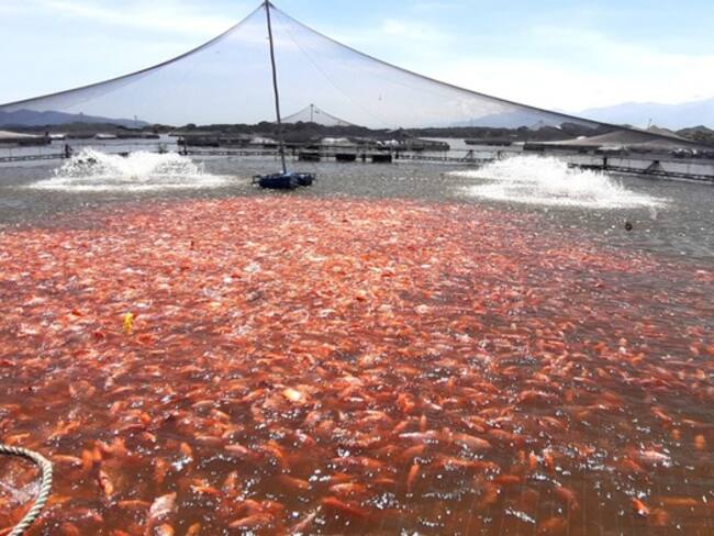 Las exportaciones de tilapia a nivel nacional, con un estimado de 14.500 toneladas . Foto Relacionada.