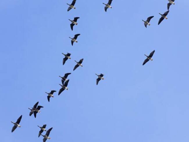 Aves migratorias. 