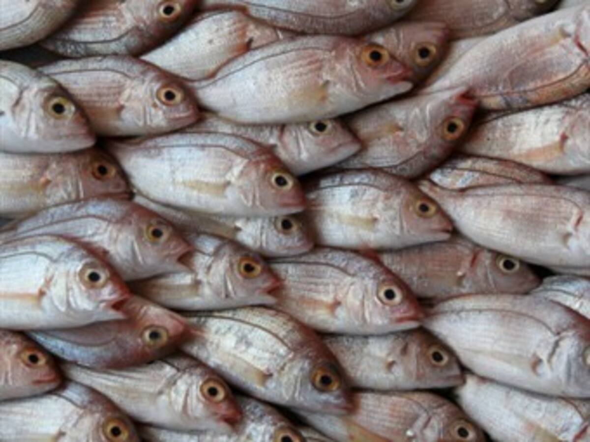 Decomisan dos toneladas de pesca ilegal en las Islas del Rosario