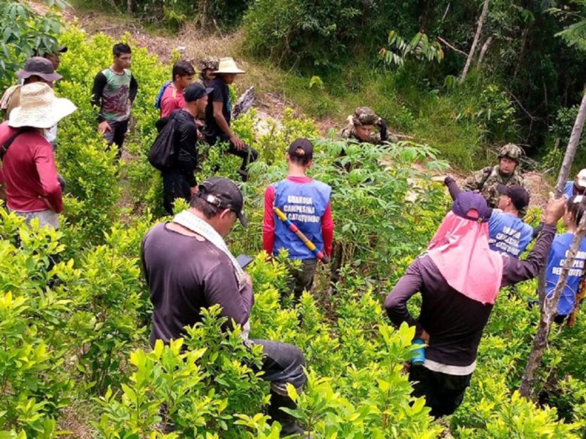 Denuncian erradicación de cultivos ilícitos por el Ejército Nacional