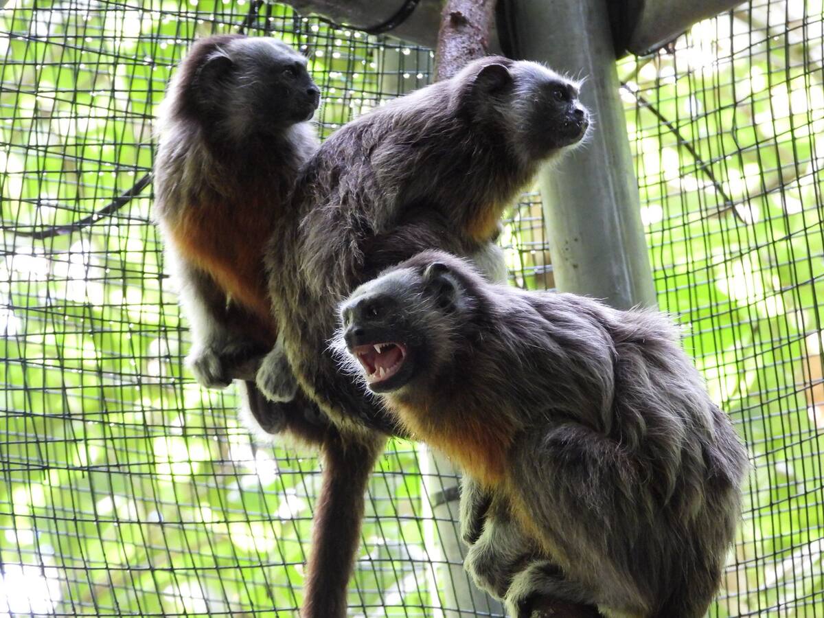 Cuatro titíes fueron liberados en su hábitat natural tras ser víctimas de tráfico ilegal de fauna