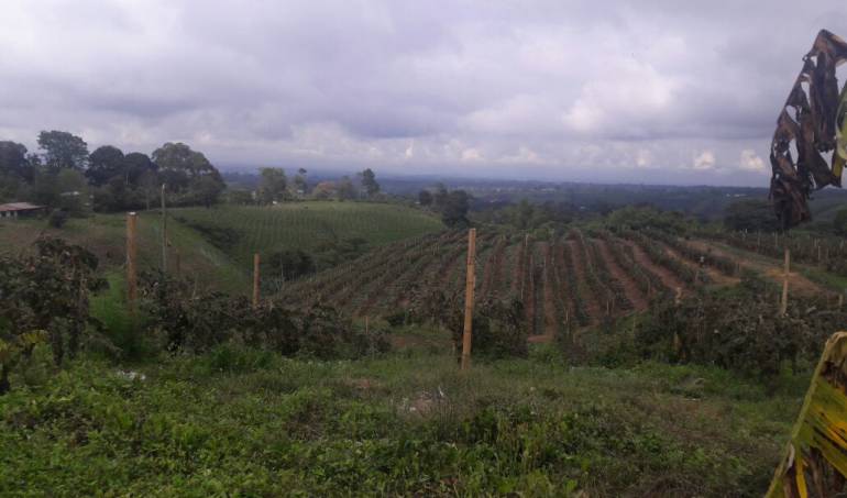 Vereda Barcelona Alta de Circasia, Quindío