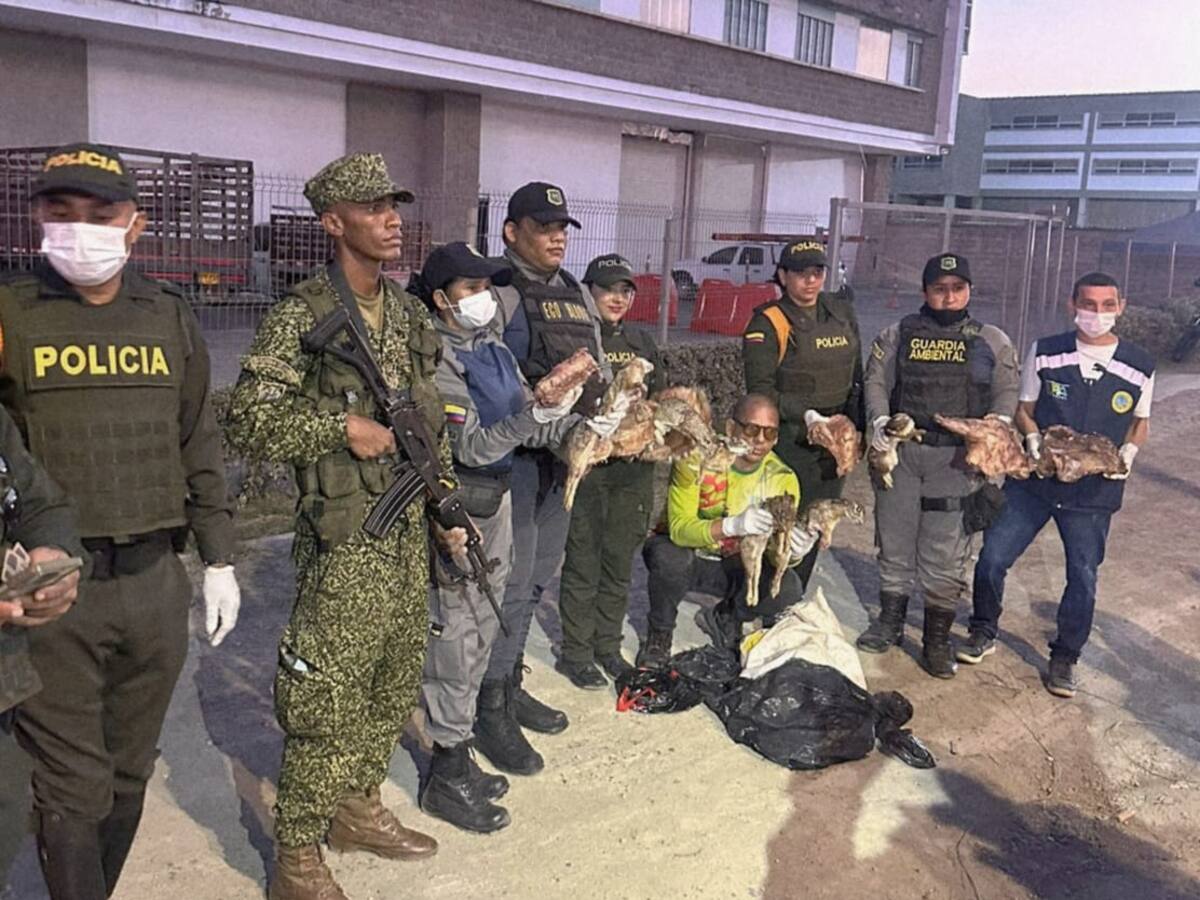 En operativo conjunto, decomisan carne de animales silvestres e Cartagena.