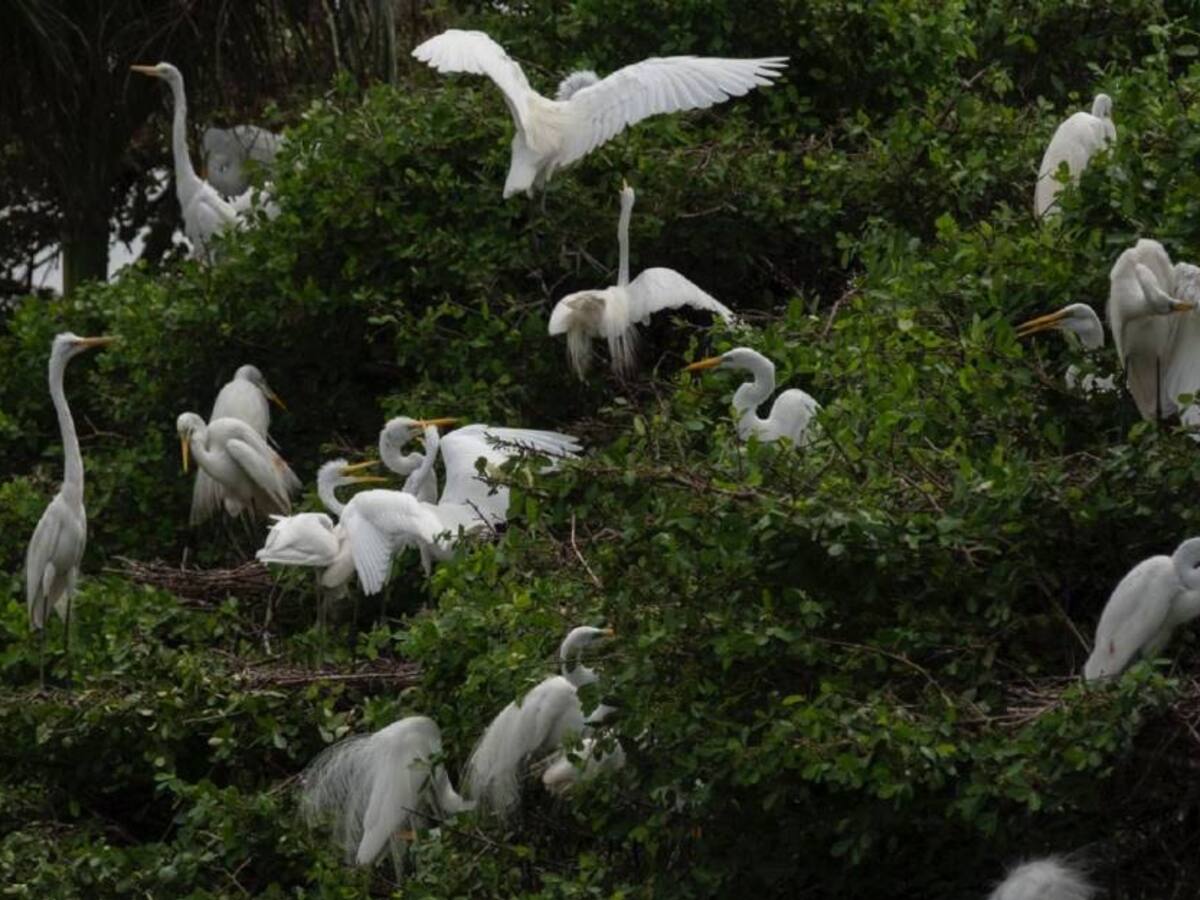 Creció el registro de colombianos observadores de animales
