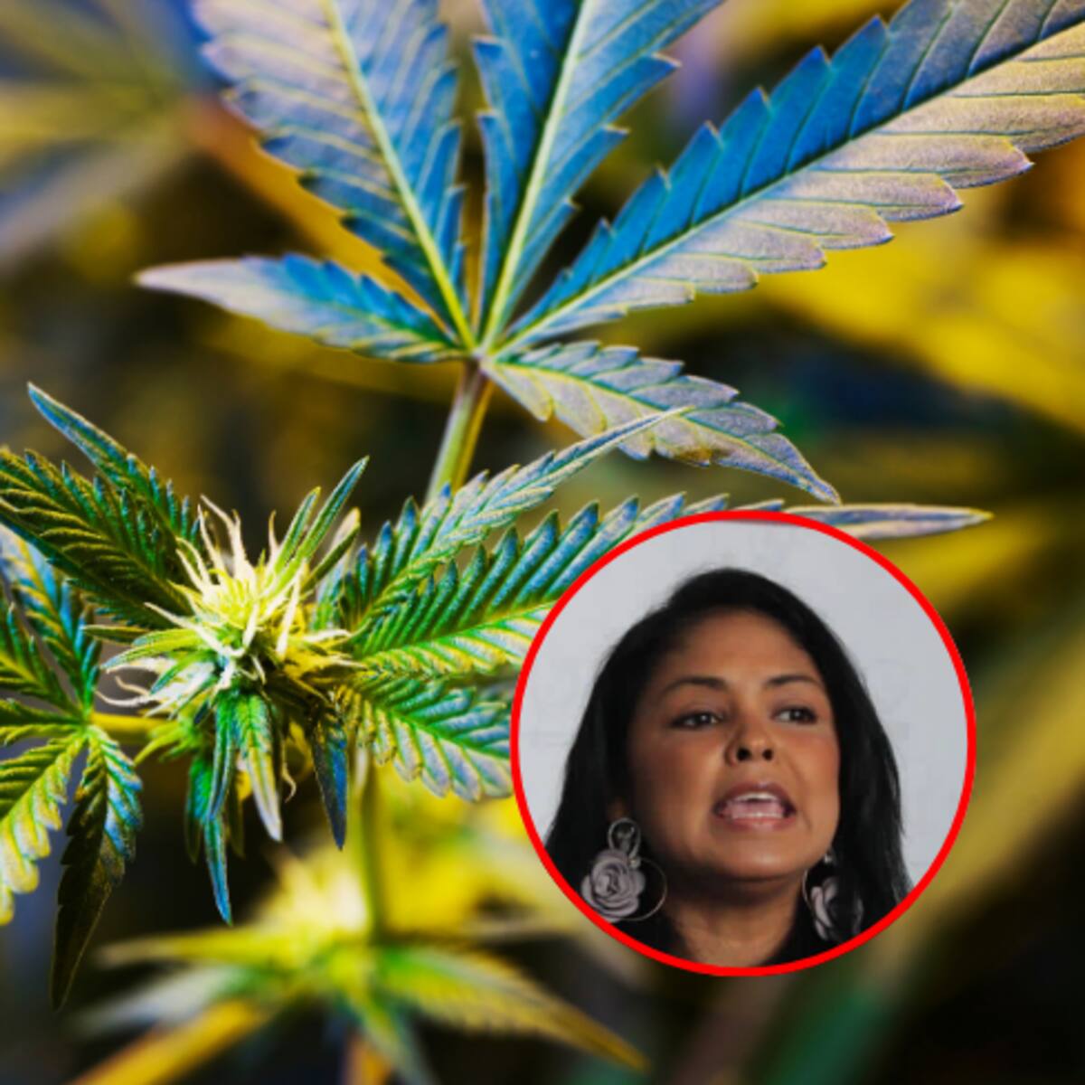 Cannabis es un gran antibiótico, ayuda a controlar la caspa: líder de cadena productiva de la planta