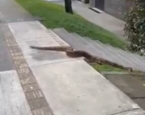 Boa constrictor apareció en Medellín. Foto: Cortesía.