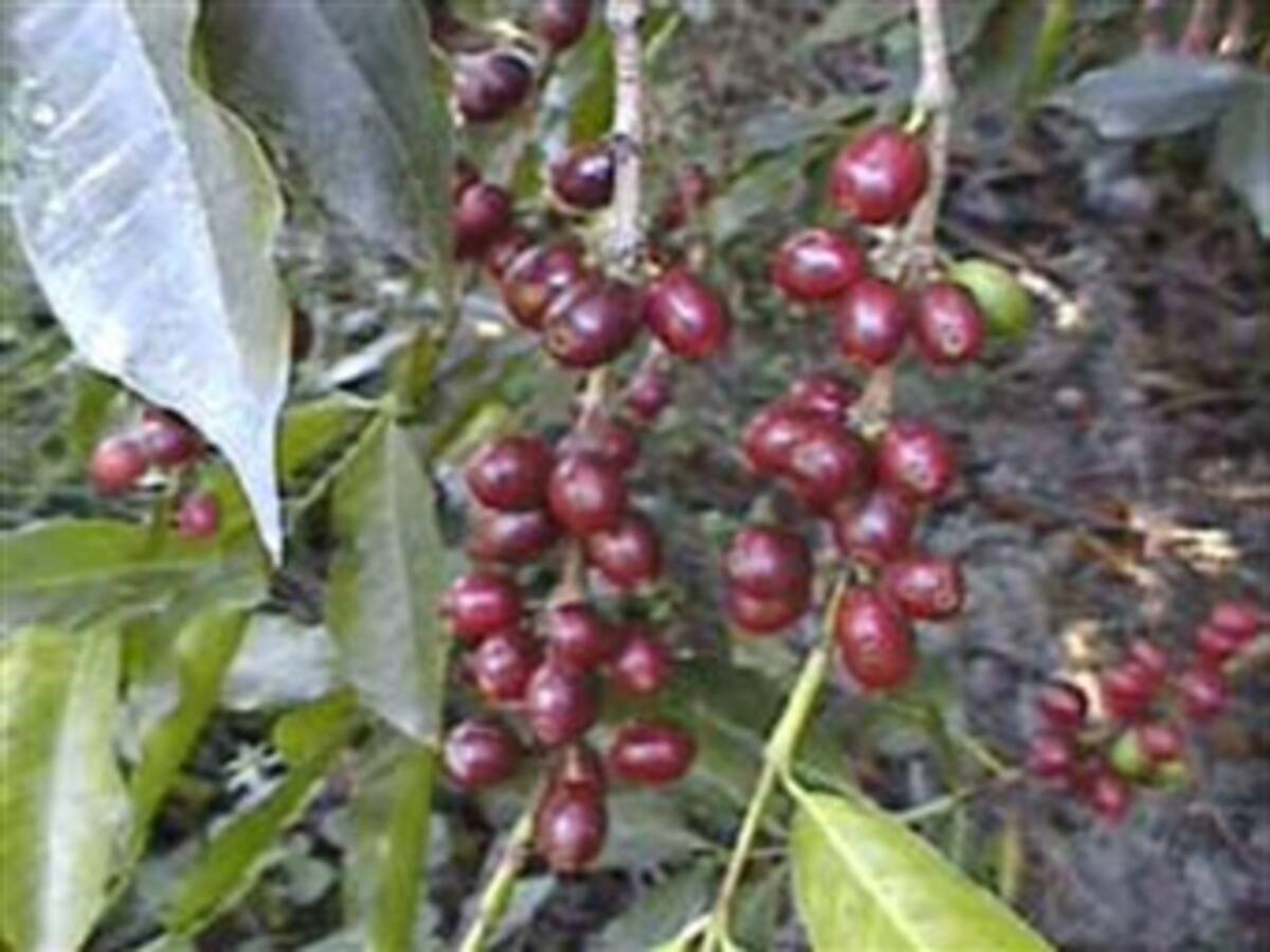 Escasez de café colombiano disparó precios internos y externos