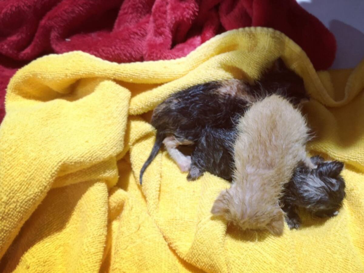 La travesía de los gatos: seis días en carretera para llegar a casa