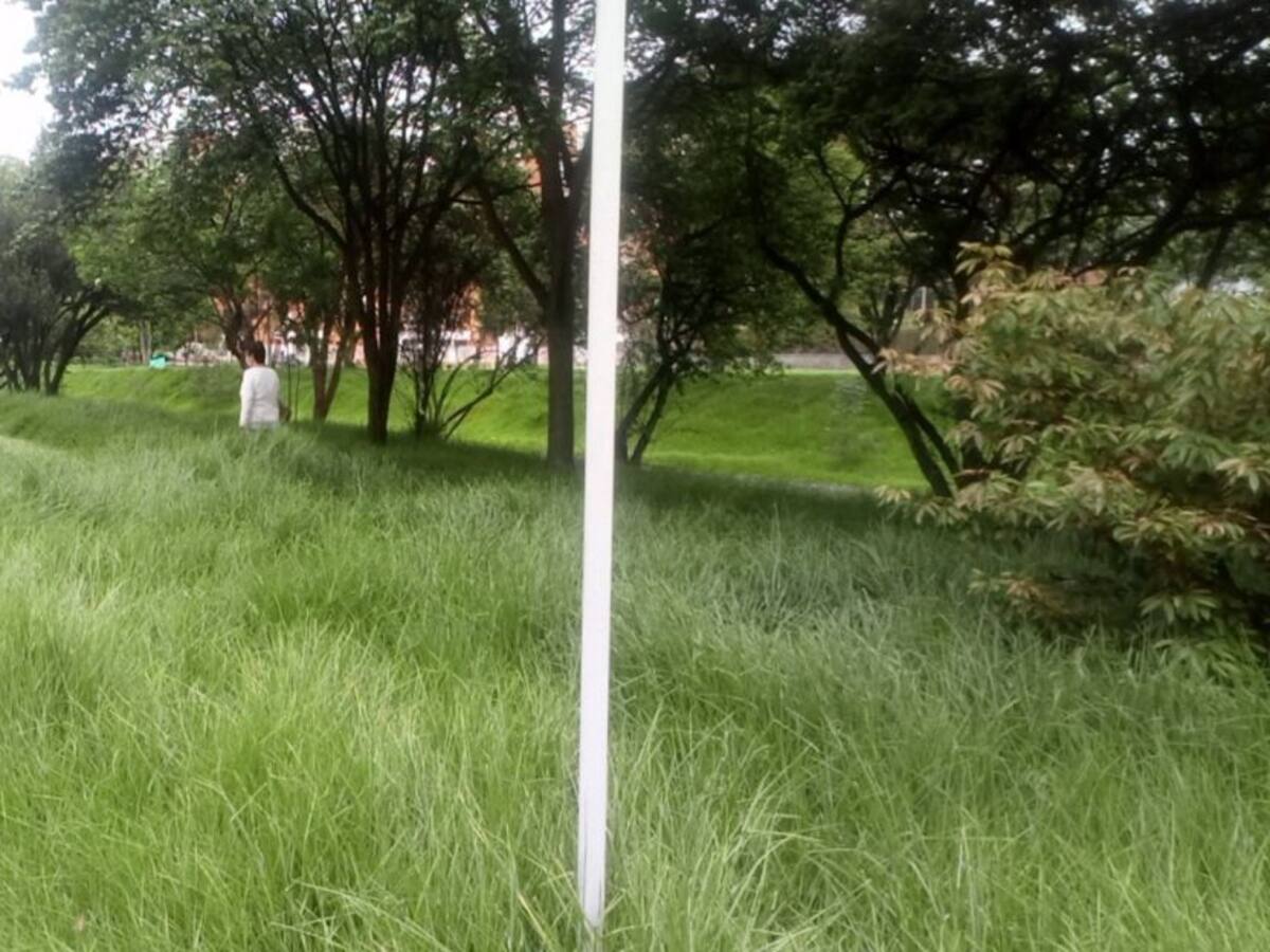 Alerta en el barrio Salitre por presencia de ratones