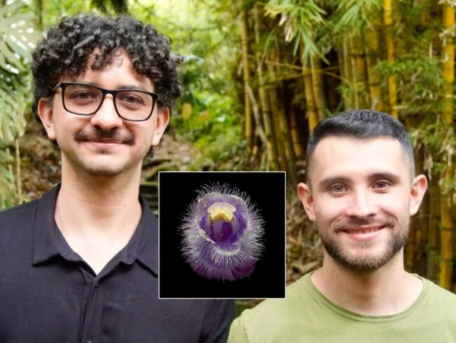 Investigadores bautizaron una nueva especie de planta en honor al Nevado del Ruiz