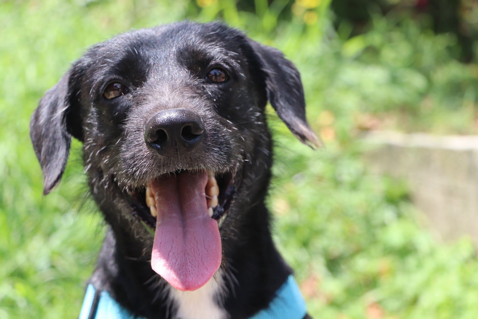 Piden incrementar medidas de cuidado para perros y gatos por incremento en la temperatura. Cortesía: Alcaldía de Medellín