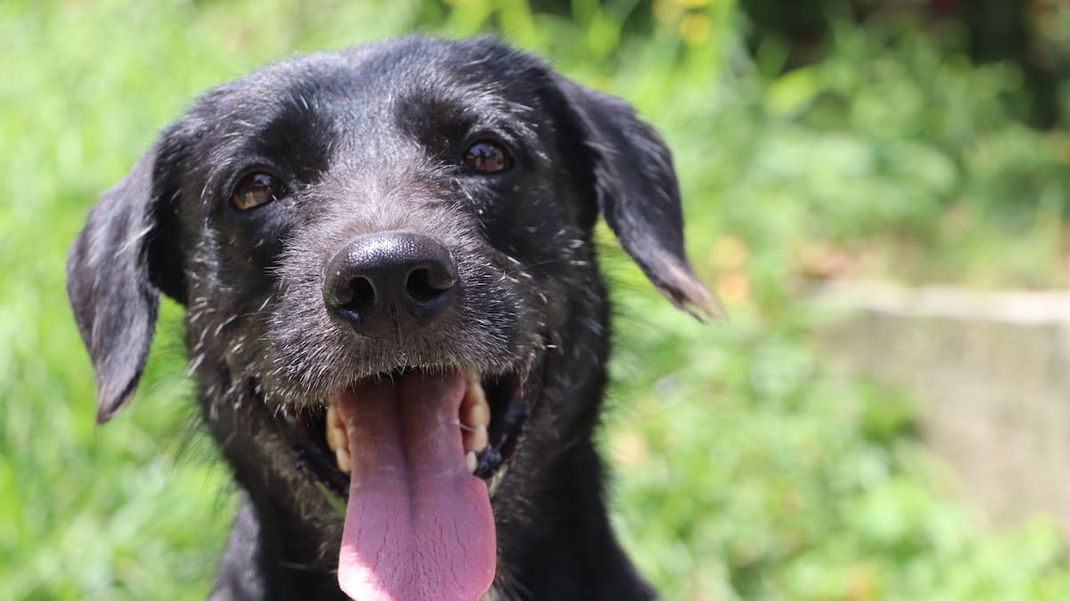 Piden proteger a perros y gatos por temporada de calor en Medellín