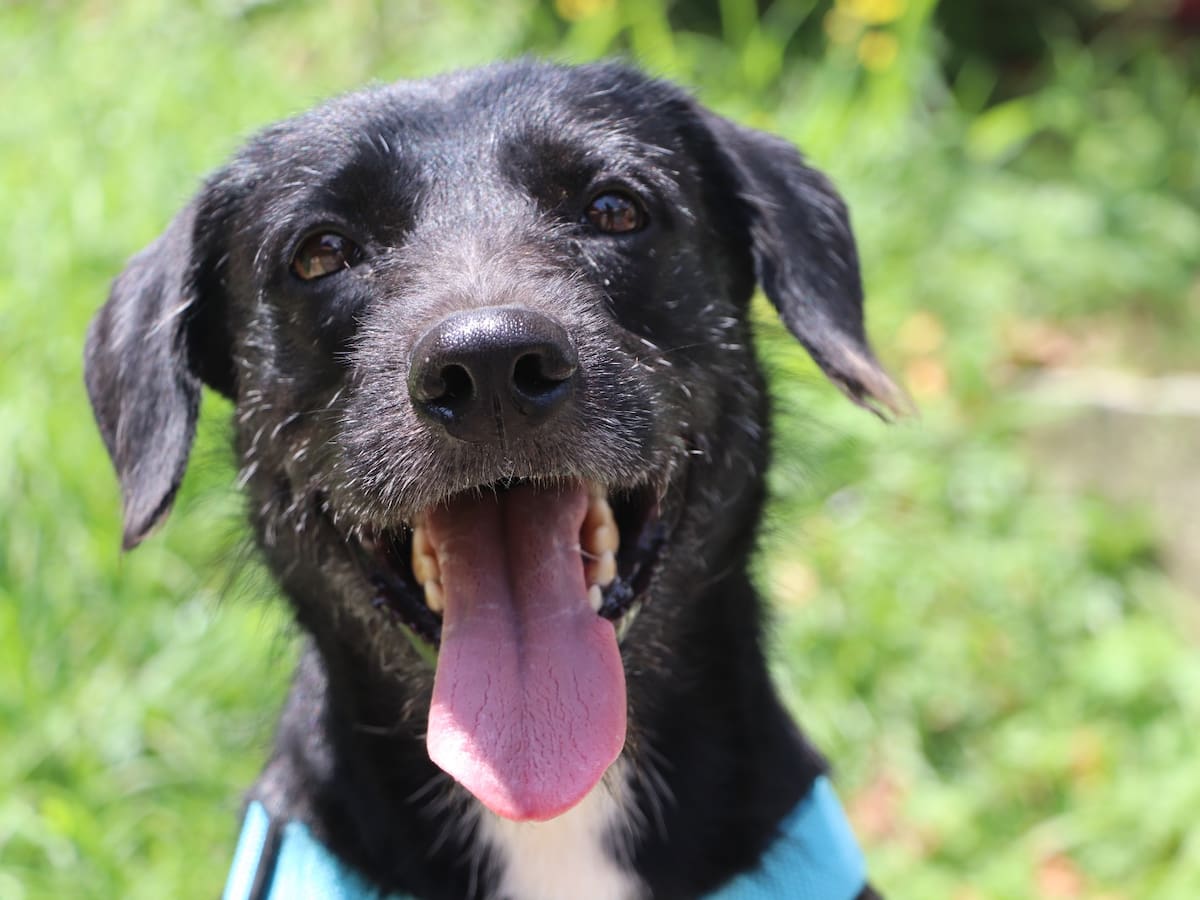 Piden proteger a perros y gatos por temporada de calor en Medellín