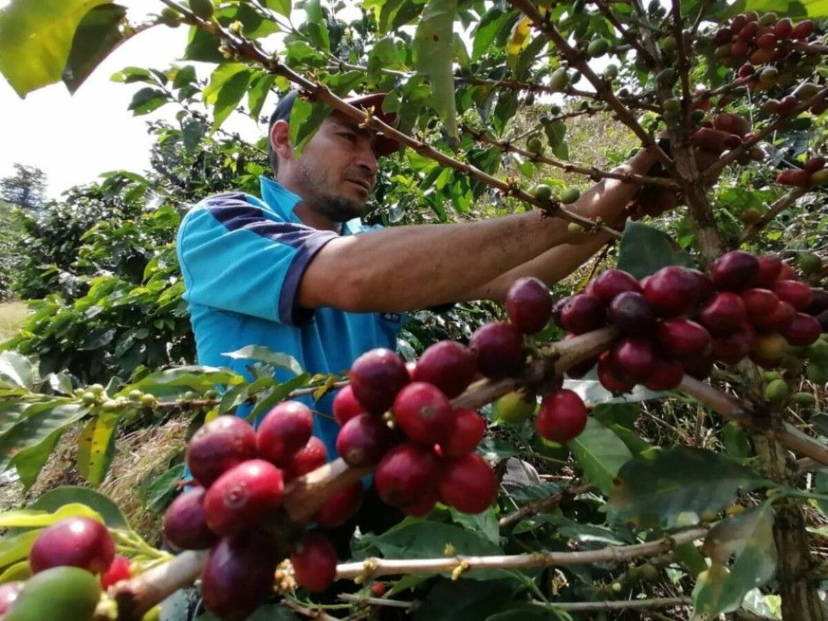 Comité de cafeteros de Caldas emite alerta preventiva sobre presencia de roya en la cosecha