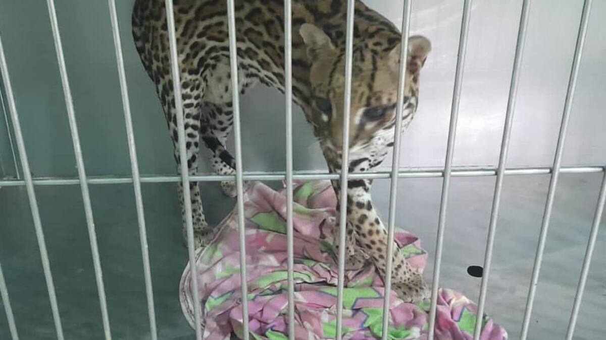 Tigrillo fue rescatado por un pescador en el río Magdalena