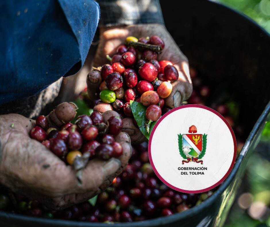 Caficultor recolectando café (Getty Images)