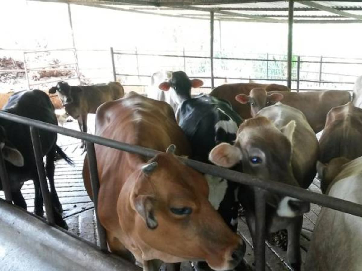 Tribunal ordena a Invima y Policía operativos de control en venta de carne