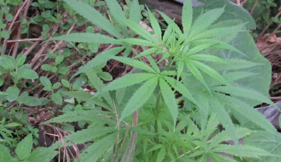 Legalización en Colombia del cannabis para fines recreativos