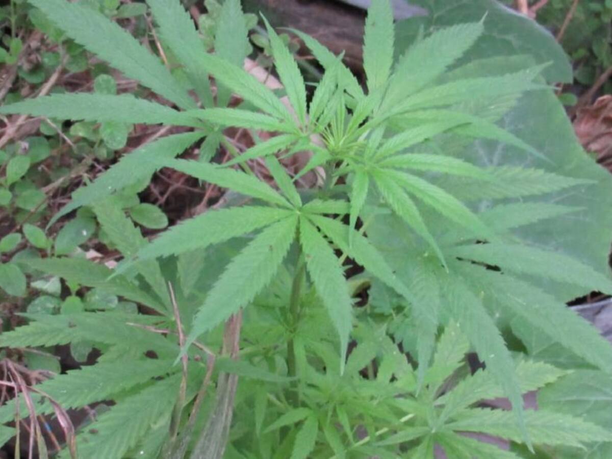 No habrá legalización para el cannabis recreativo en Colombia